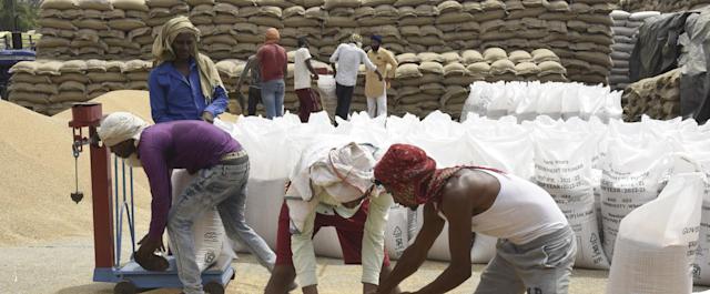 A rischio il raccolto di grano in India a causa dei cambiamenti climatici