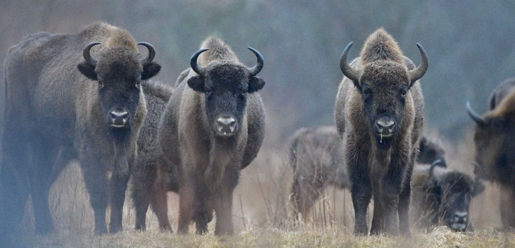 Il Bisonte: la bellezza senza tempo incontra l’attenzione per la sostenibilità nella collezione Primavera  Estate 2022