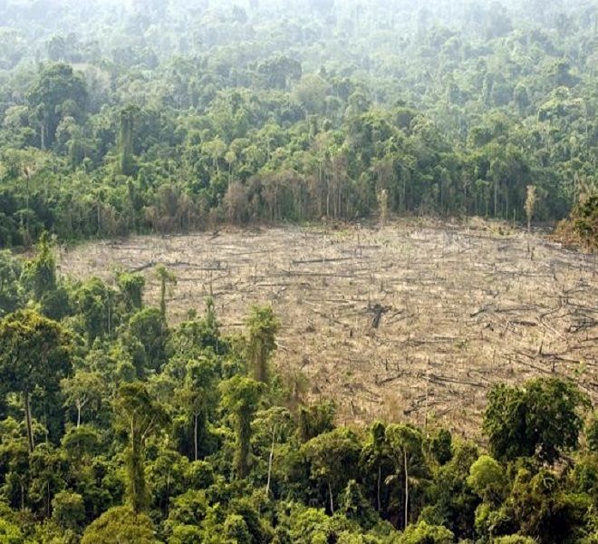 Deforestazione, troppi finanziamenti e poche azioni per combatterla