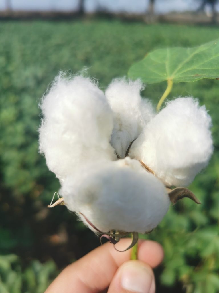 Ovs riscopre il cotone italiano: partnership con la siciliana Santiva, primo raccolto in autunno