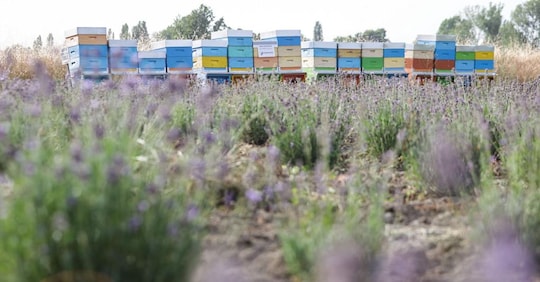 Nasce la Lavanda di Modena bio della Tenuta del Cigno tra aceto balsamico Dop e miele