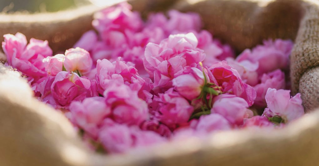 Pitti Fragranze torna alla Stazione Leopolda e s’ispira ai cinque sensi