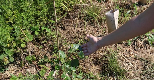 Così la Fondazione Yves Rocher sostiene l’agroforestazione