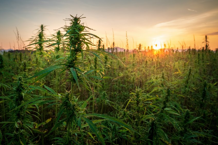 Che fine ha fatto la bolla borsistica della cannabis? E cosa succederà?