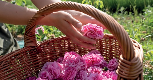 La cosmetica naturale e green vale 2,6 miliardi