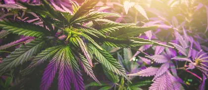 Perché i titoli della cannabis sono in aumento? Il settore cresce dopo un brutto 2022