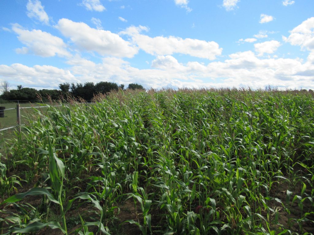 I prezzi del mais potrebbero precipitare del 18% se ciò accadesse