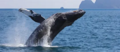 Ethereum (ETH) è pronto per un’impennata dei prezzi mentre un’altra balena dormiente si risveglia dopo 8 anni