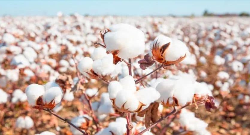 Armani investe sul cotone made in Italy con un progetto di coltivazione sostenibile in Puglia